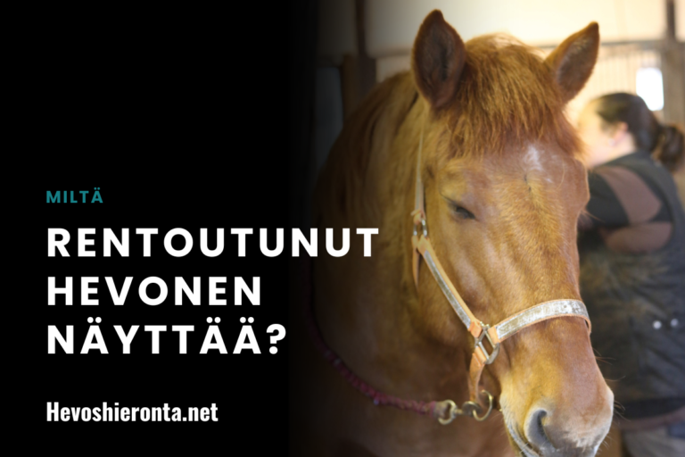 Miltä rentoutunut hevonen näyttää?
